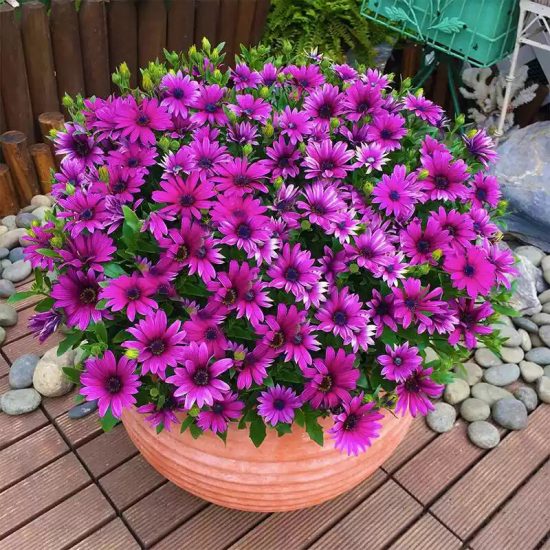 Purple Osteospermum Seeds - Image 2