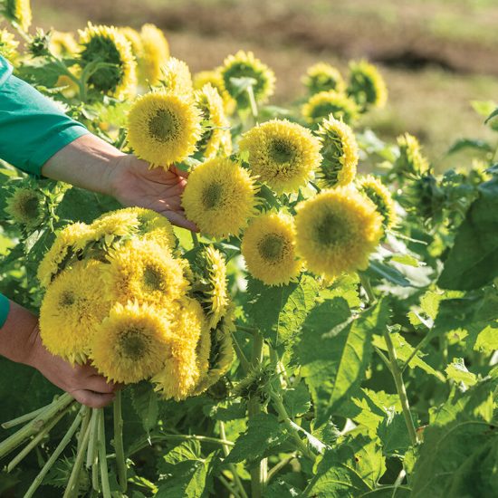 Superted Hybrid Sunflower Seeds - Image 2