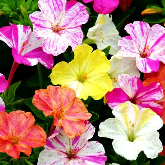Broken Colors Four-O'Clock Flower Seeds - Image 2