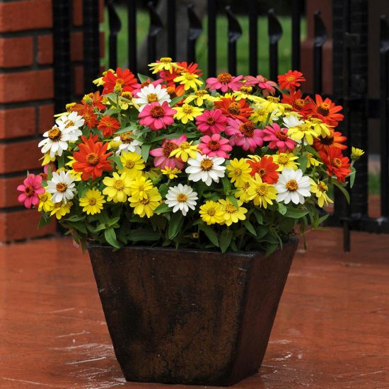 Profusion Coral Pink Zinnia Seeds - Image 2