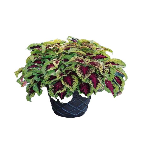 Chocolate Mint Coleus Seeds - Image 3