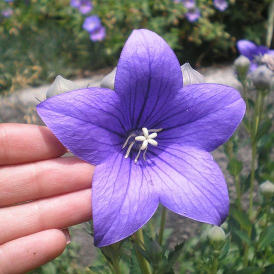 Balloon Flower Blue Platycodon Grandiflorus Seeds - Image 6