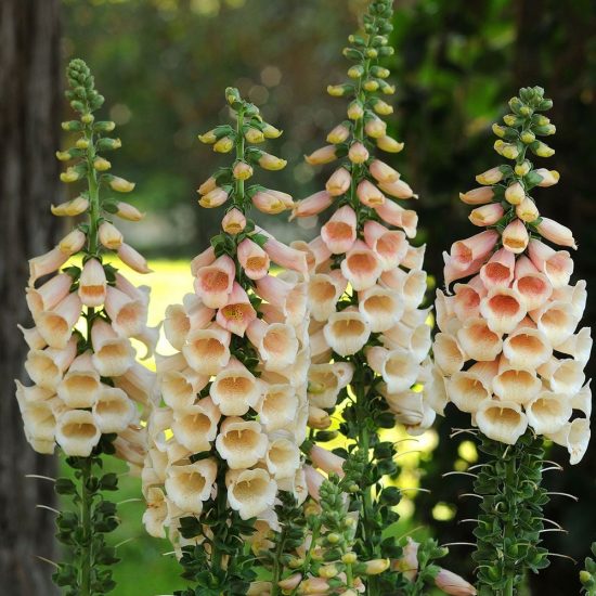 Mix Hybrid Foxglove Seeds - Image 3
