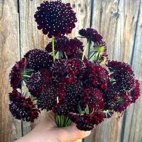 Black Pincushion Scabiosa Flower Seeds - Image 2