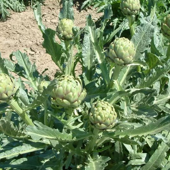 Imperial Star Artichoke Seeds - Image 3