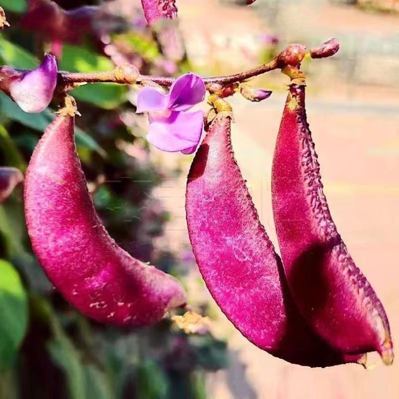O1CN01j5wVqp1HCGUgkLrwL__2208059850721 Hyacinth Bean Seeds - Image 1