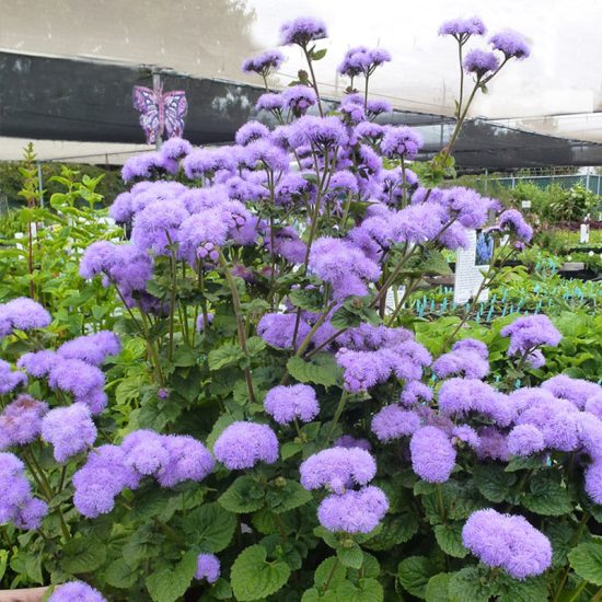 Dwarf Aloha Blue Ageratum Seeds - Image 2