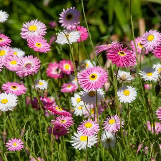Giant Flowered Mix Helipterum Seeds - Image 3