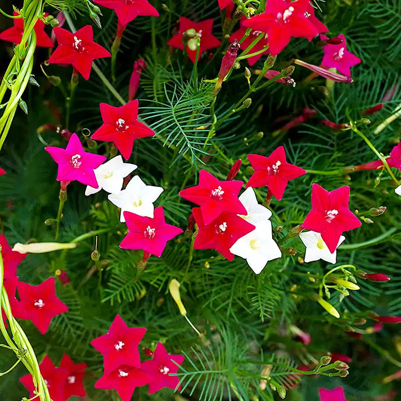 O1CN01jYzVna2JkjlgcYI8x__2213216199460_jpg_q50_jpg Cypress Vine Mix Morning Glory Seeds - Image 1