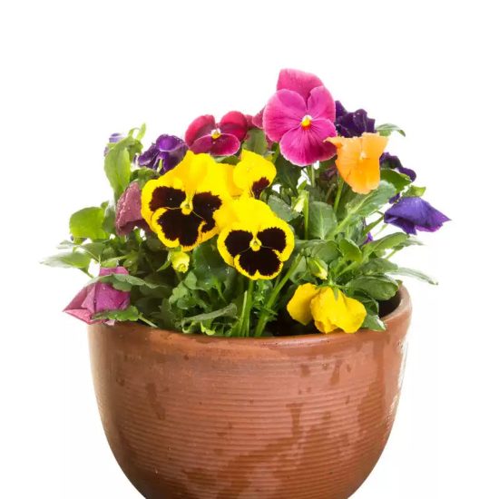 Majestic Giants II Yellow w/Blotch Hybrid Pansy Seeds - Image 2