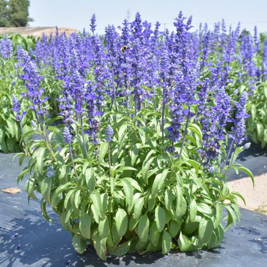 Blue Queen Salvia Seeds - Image 3