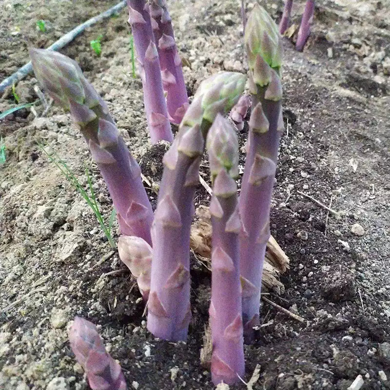 O1CN01kv7jKR1rRfe3mN2Wv__1771235628_jpg_q50_jpg Asparagus Plants Purple Passion - Image 1