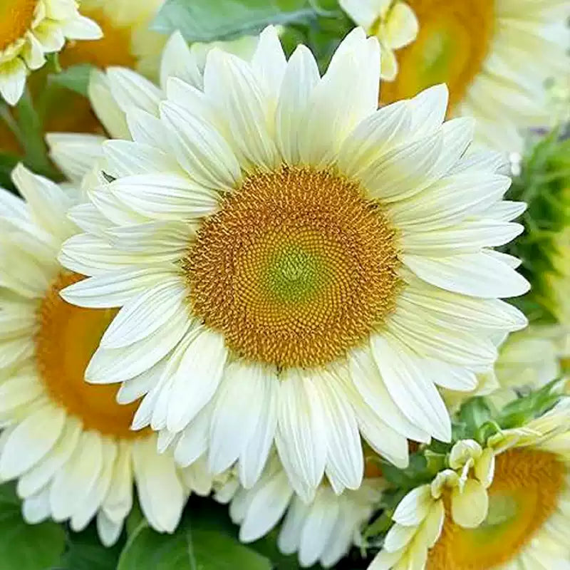 O1CN01kyG3As2JkjltfBxyA__2213216199460_jpg_q50_jpg White Lite Sunflower Seeds - Image 1