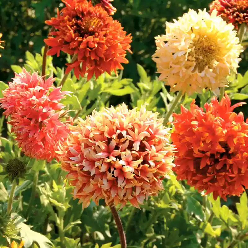 O1CN01lVuAOL2JkjlqZhVda__2213216199460_jpg_q30_jpg Double Mix Blanket Flower Seeds - Image 1