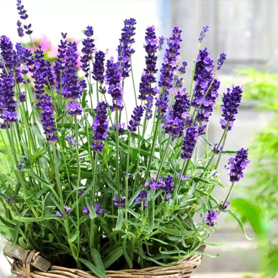 English Lavender Seeds - Image 3