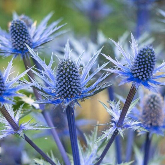 Blue Glitter Eryngium Seed - Image 4