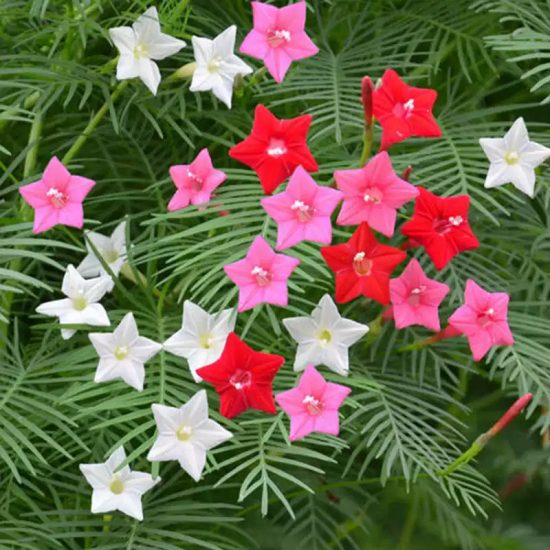 Cypress Vine Mix Morning Glory Seeds - Image 3