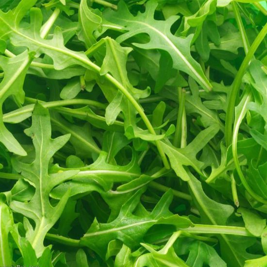 Speedy Arugula Seeds - Image 2