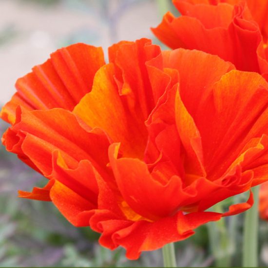 Mix Poppy Seeds - Image 4