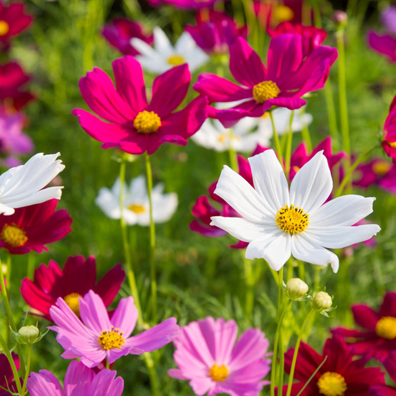 O1CN01pA1Lt22JkjXfS3QGv__2213216199460 Mix Cosmos Flower Seeds - Image 1