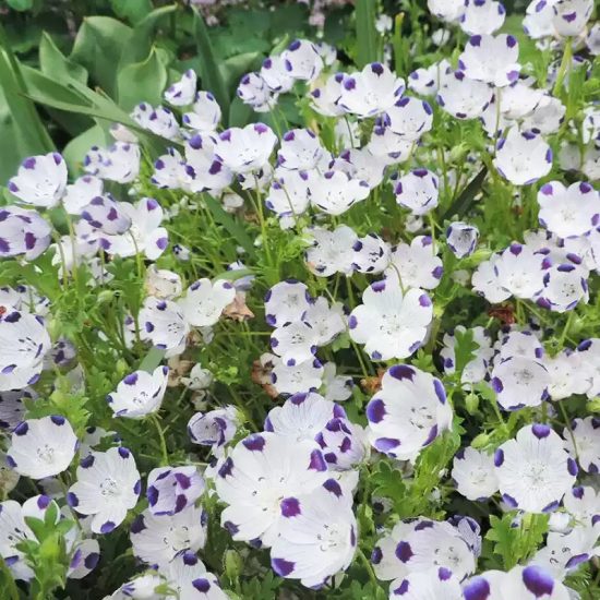Mixed Nemophila Seeds - Image 3