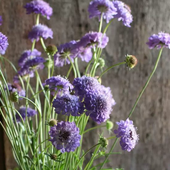 Butterfly Blue Pincushion Scabiosa Flower Seeds - Image 3