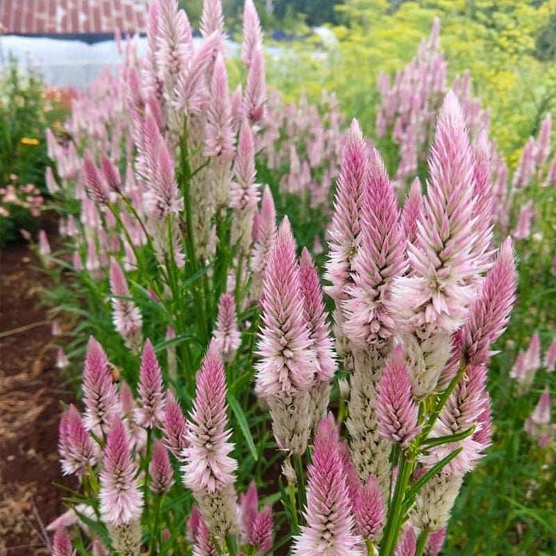 O1CN01pwSHvU2JkjY8O5LuH__2213216199460 Flamingo Feather Celosia Seed - Image 1