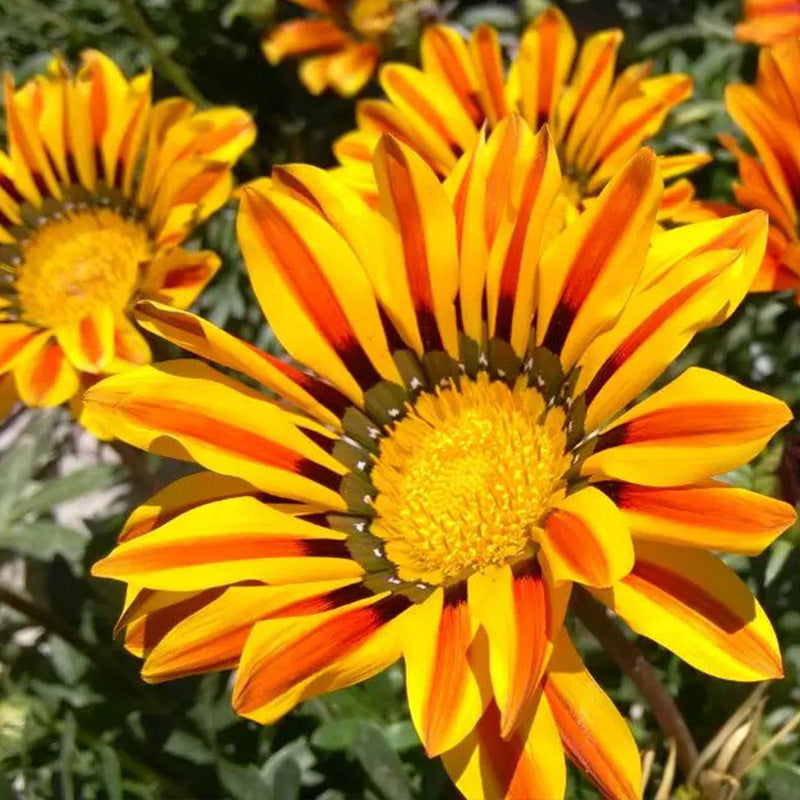 O1CN01qdCXGD2BdOJTUe1UZ__2044468361-0-cib_1 Yellow Flame Hybrid Gazania Seeds - Image 1