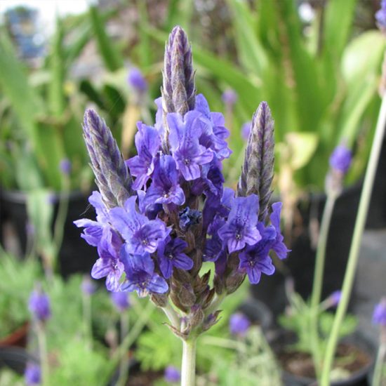 Munstead-Type Organic Lavender Seed - Image 3