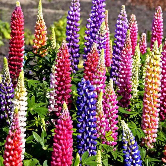 Russell's Formula Mix Lupine Seeds - Image 2