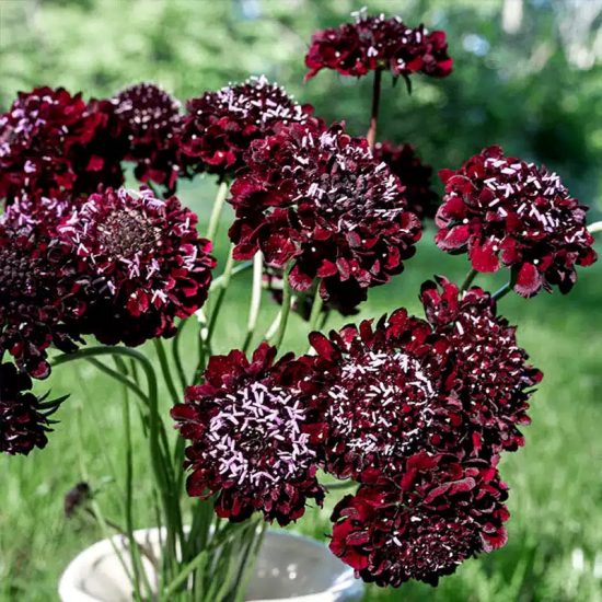 Black Pincushion Scabiosa Flower Seeds - Image 3