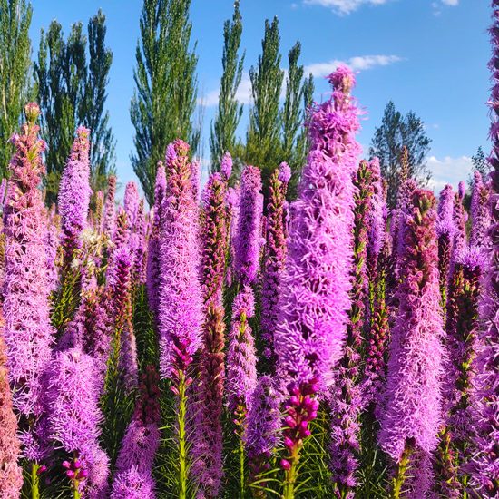Gayfeather / Blazing Star Seeds - Image 4
