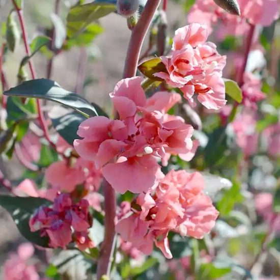 Bulk Clarkia Seeds - Mixed - Image 5
