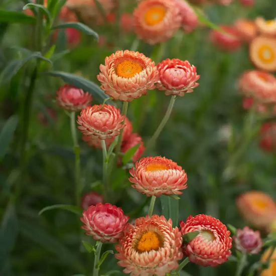 Best Mix Strawflower Seeds - Image 8
