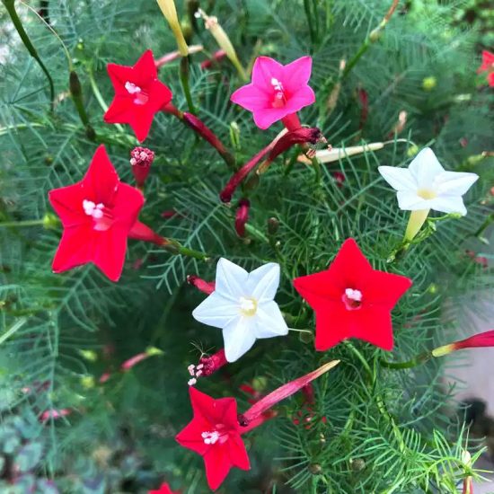 Cypress Vine Mix Morning Glory Seeds - Image 2