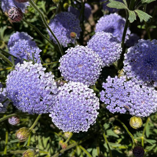 Lacy Lavender Blue Didiscus Seed - Image 2
