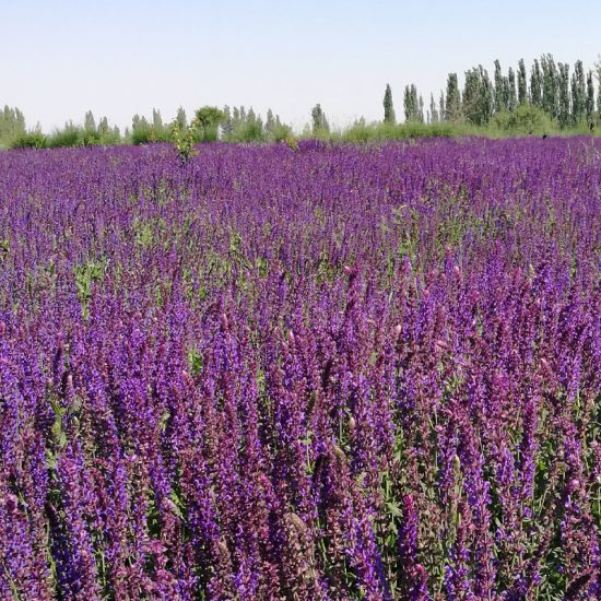 Salvia 'East Friesland' Ornamental Sage Seeds - Image 2