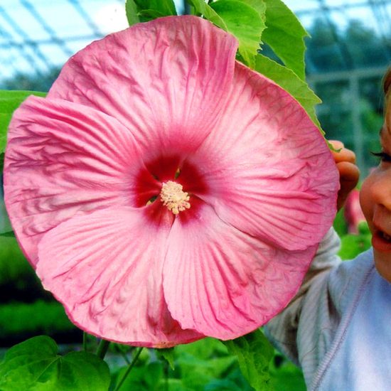 Mix Hibiscus Seeds - Image 3