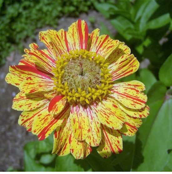 Peppermint Stick Zinnia Seeds - Image 4