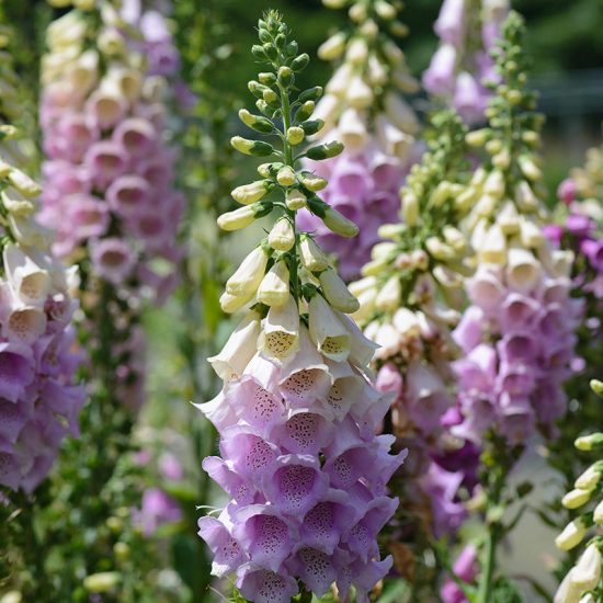 Mix Hybrid Foxglove Seeds - Image 4