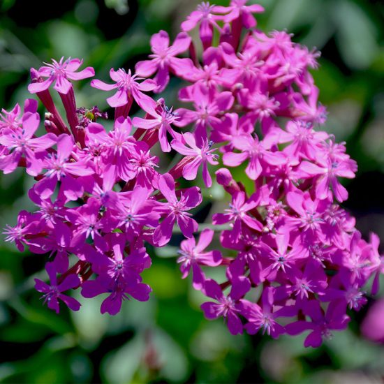 Catchfly Seeds - Image 2
