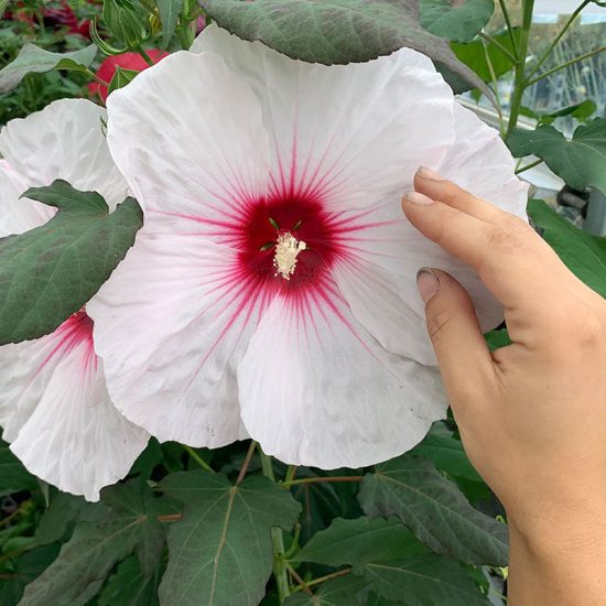 Mix Hibiscus Seeds - Image 4