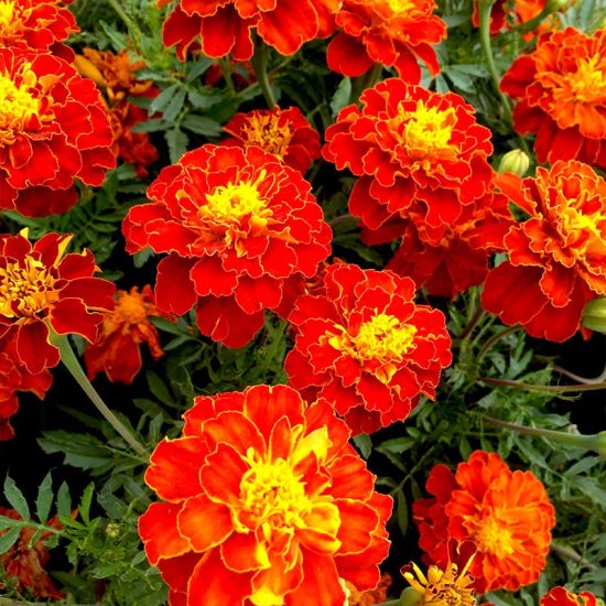 Harmony Marigold Seeds - Image 2