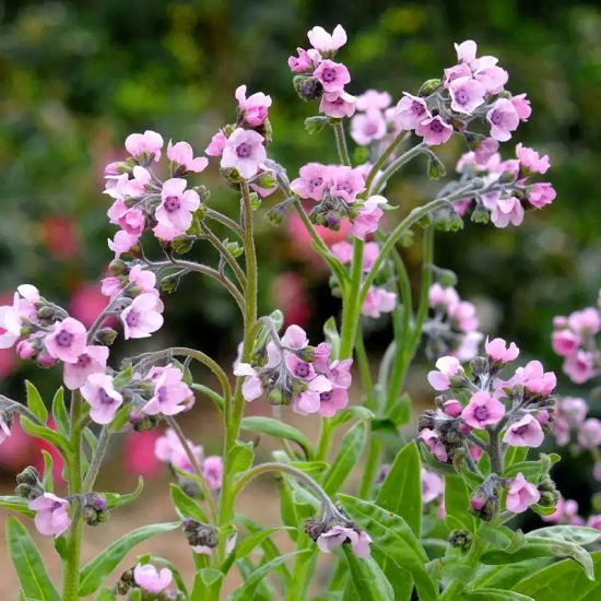 Mystery Rose Cynoglossum Seed - Image 3