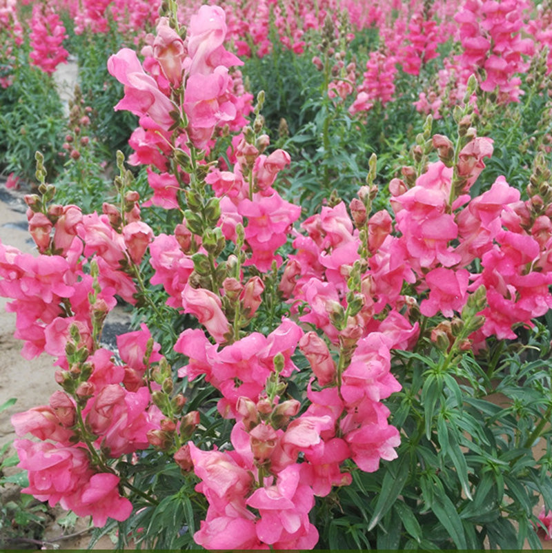 O1CN01wKEw0N1PKWHAO23mP__6000000001822-0-cib The Rose Snapdragon Seeds - Image 1