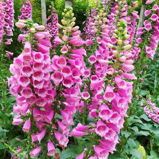 Mix Hybrid Foxglove Seeds - Image 5
