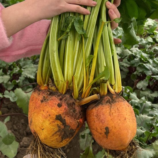 Detroit Golden Heirloom Beet Seeds - Image 2