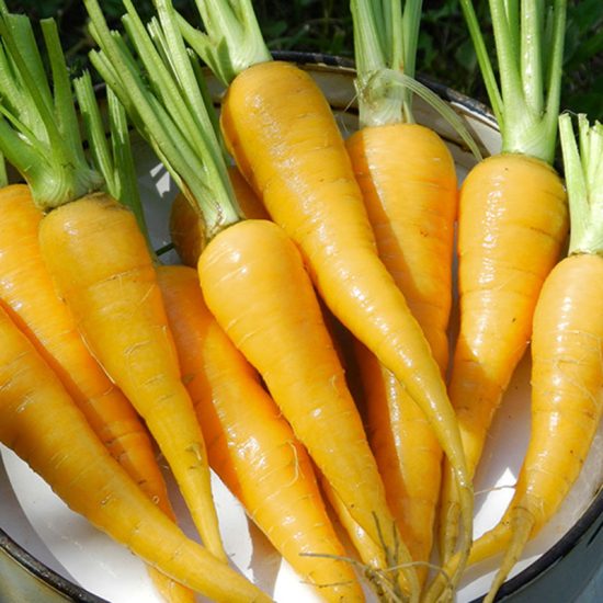 Solar Yellow Carrot Seeds - Image 2