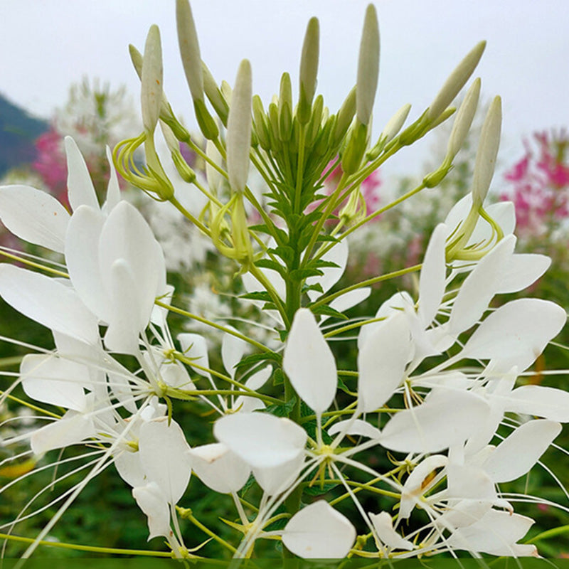 O1CN01zm2Y3q2BdO9Yp6VGs__2044468361-0-cib_1 Sparkler White Cleome Flower Seeds - Image 1