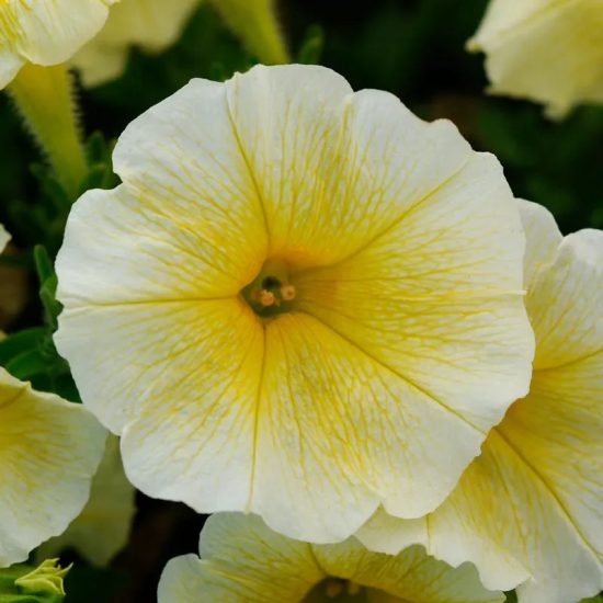 E3 Easy Sweet Taffy Mix Petunia Seeds - Image 5